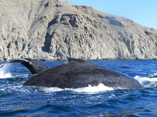 Espectaculos marinos